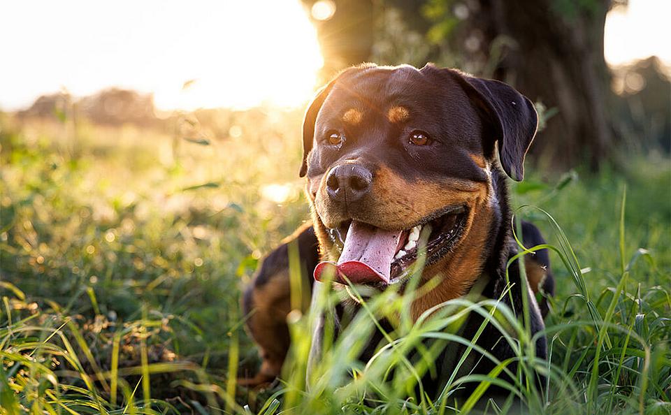 Rottweiler liegt auf einer Wiese.