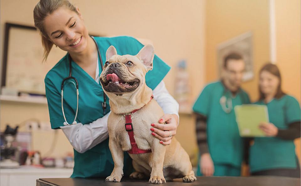 Französische Bulldogge beim Tierarzt