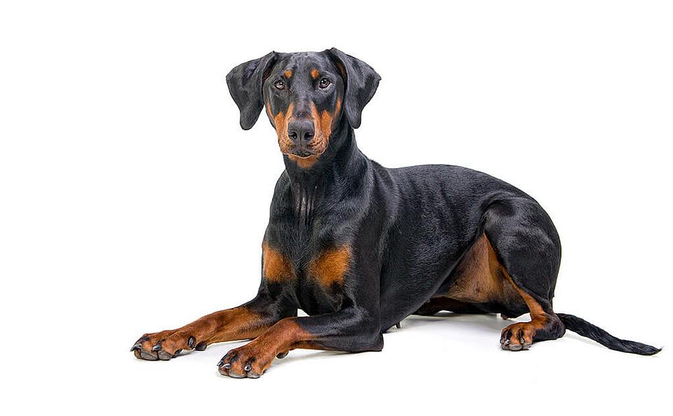 Dobermann