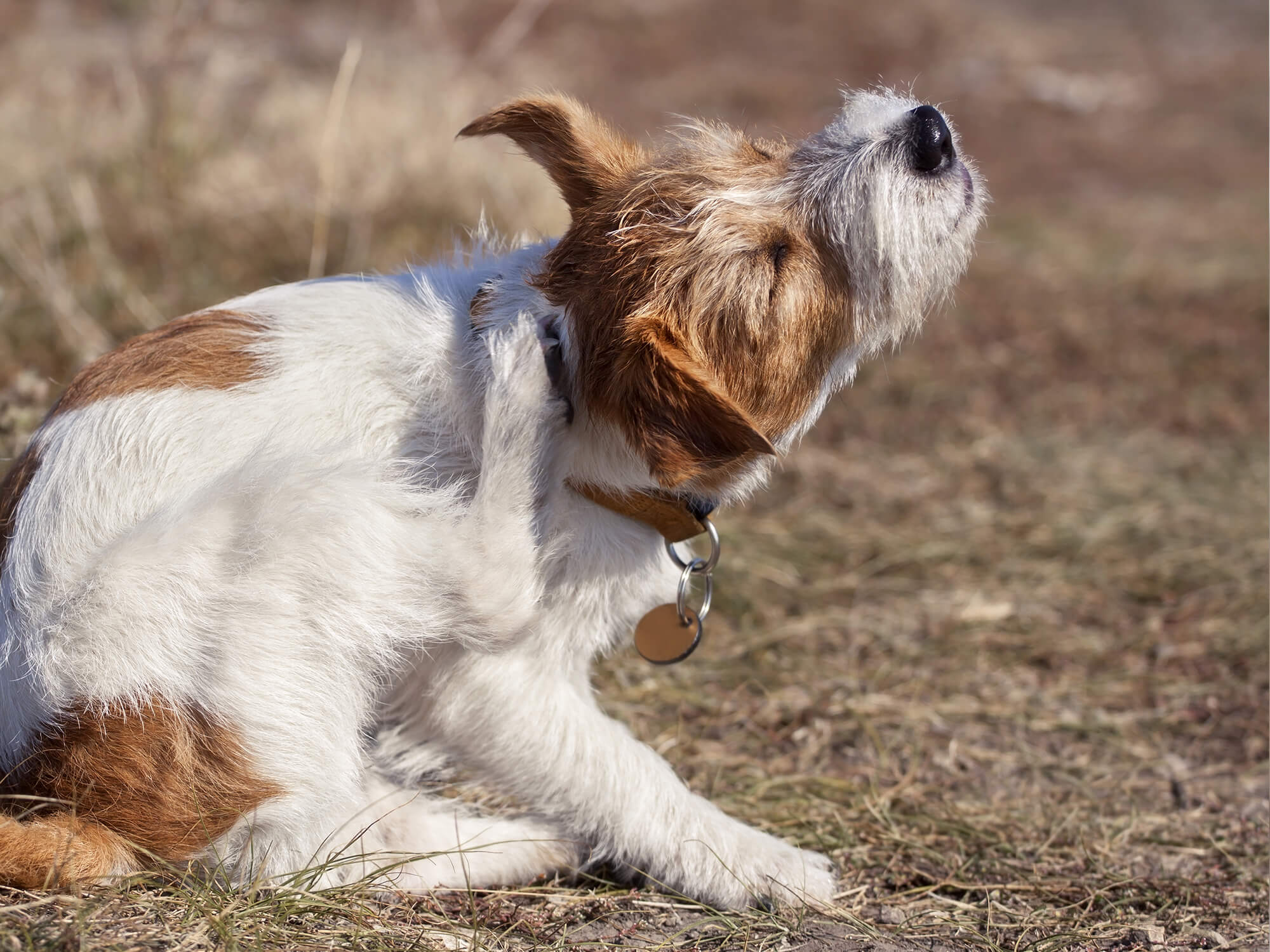 Milben beim Hund Ursachen, Symptome, Behandlung